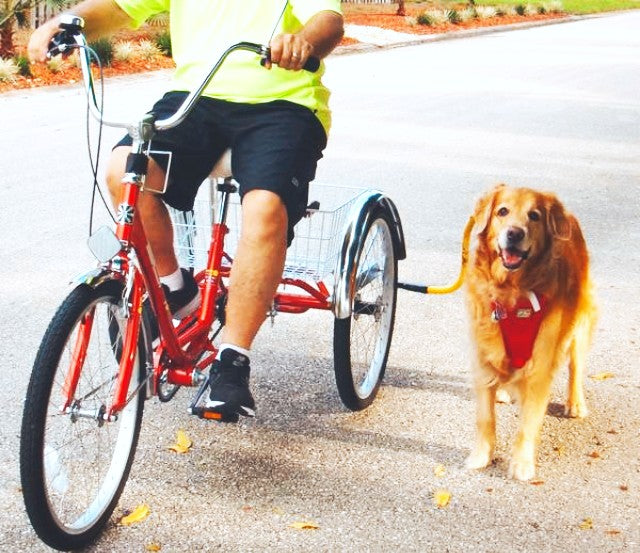 Dog using a leash with Adult Trike Adapter next to a bike.