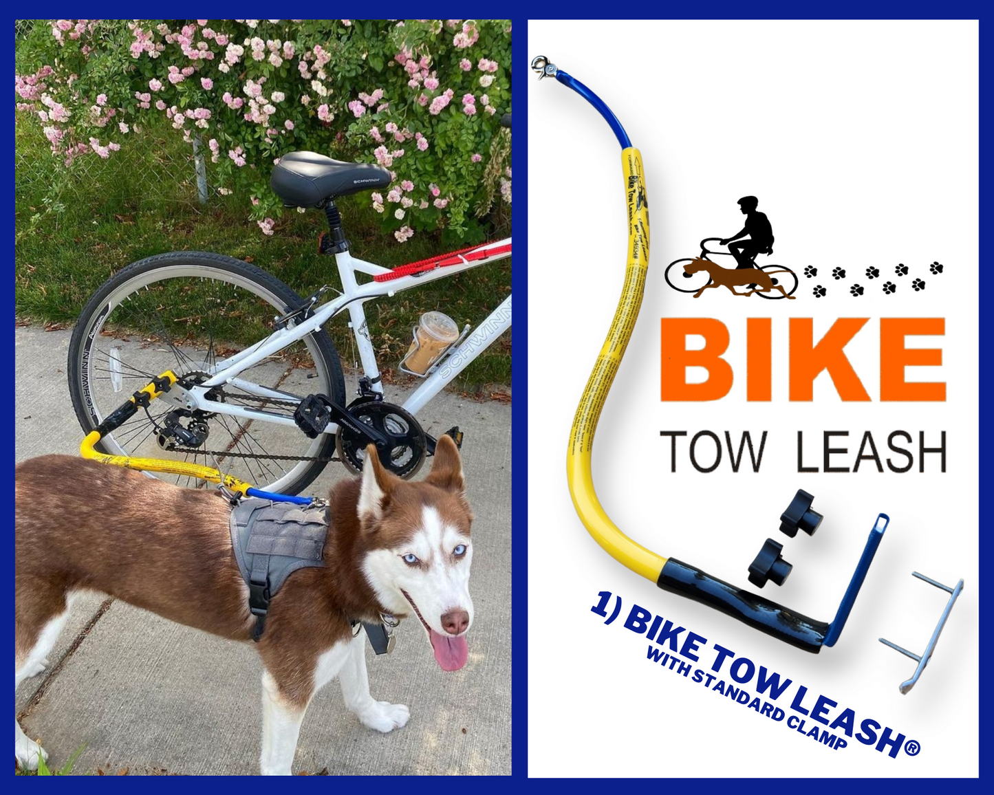 A husky on a ride on a Bike Tow Leash
