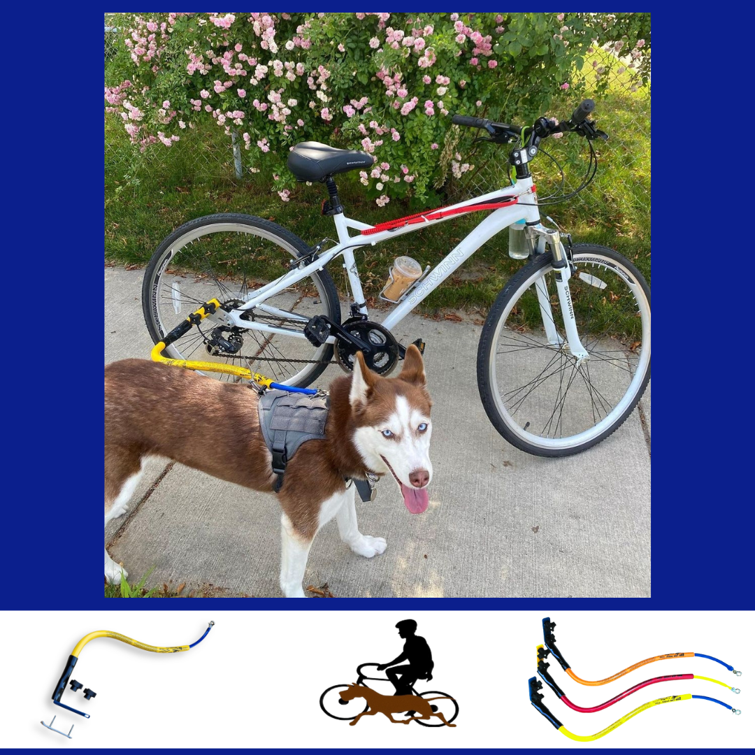 A husky on a ride on a Bike Tow Leash