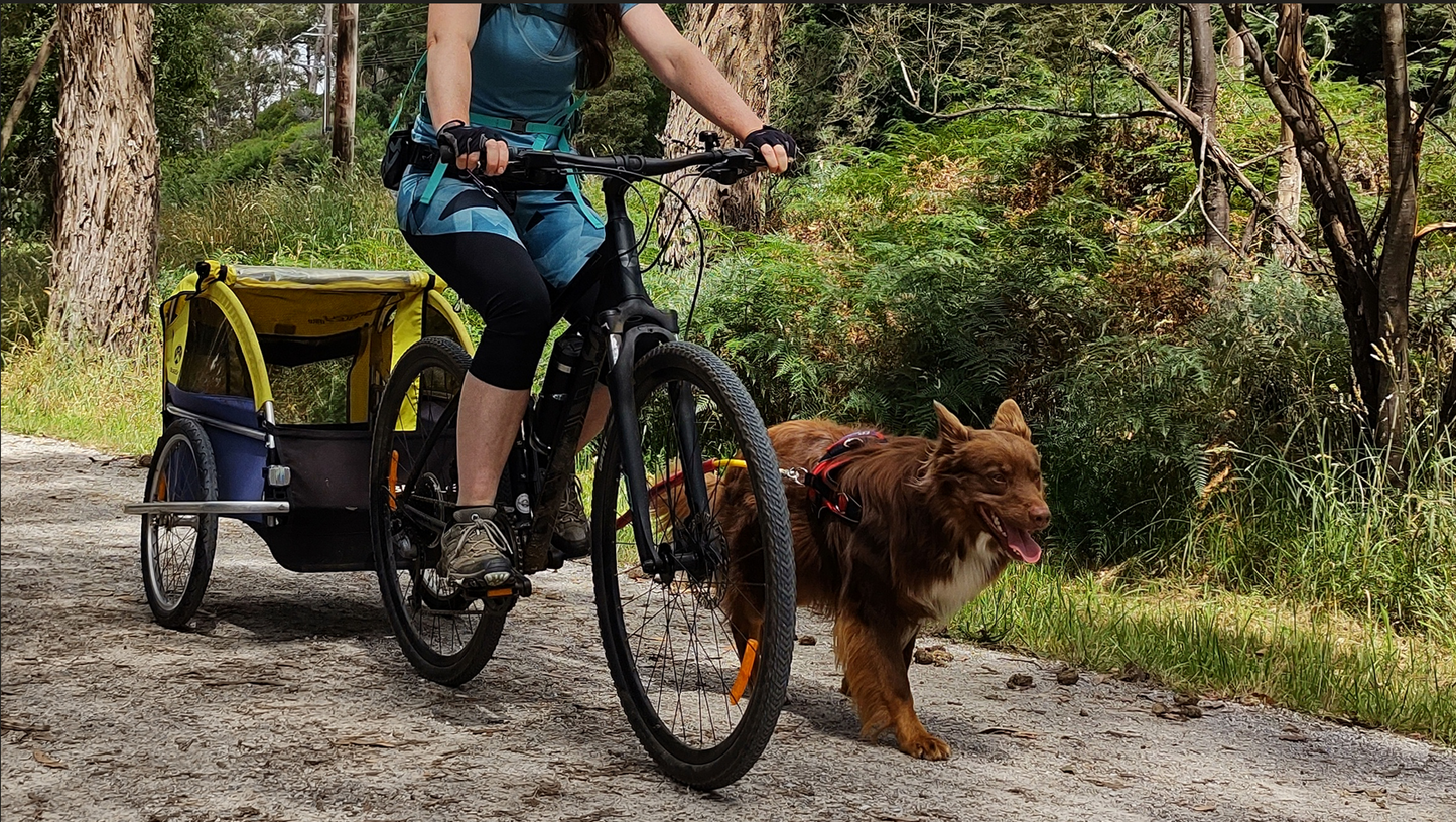 Dog taking a walk with a leash mounted to a bike.