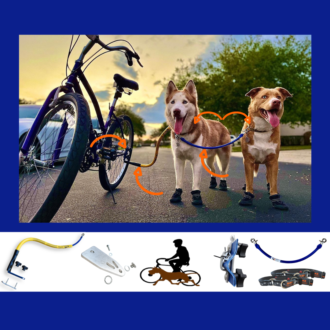 Two dogs using a Double Dog Leash Attachment