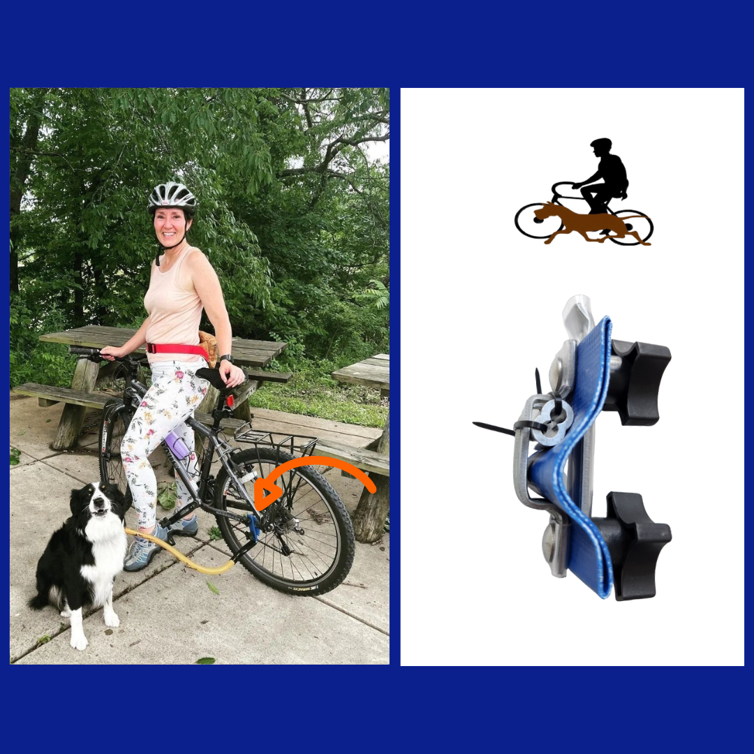 On Left is A lifestyle photo with a woman looking back smiling at the camera while standing on a bike Beside her is a medium sized black and white border collie clipped to a Bike tow leash attached to the bike using the Chain-Stay Clamp. On the right is the Chain-stay Clamp magnified to view the details.