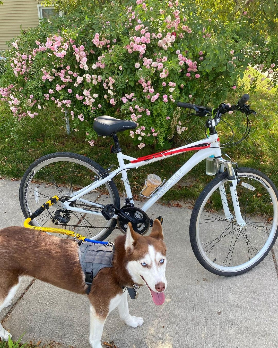 A husky on a ride on a Bike Tow Leash