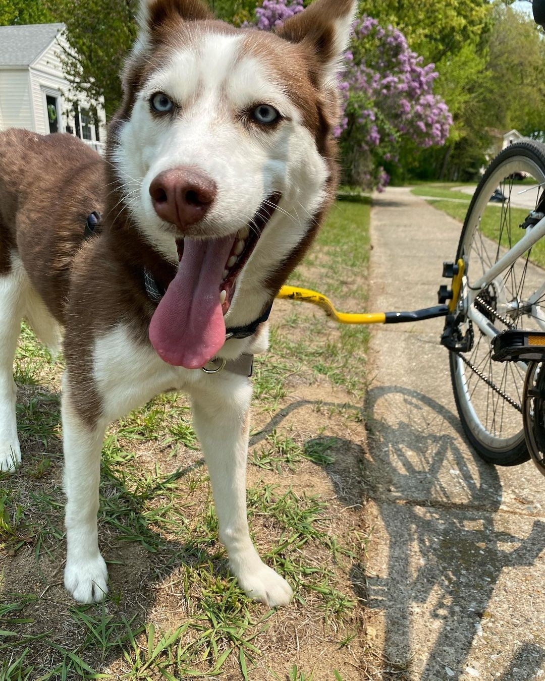 Siberian dog with a leash mounted to a bike.