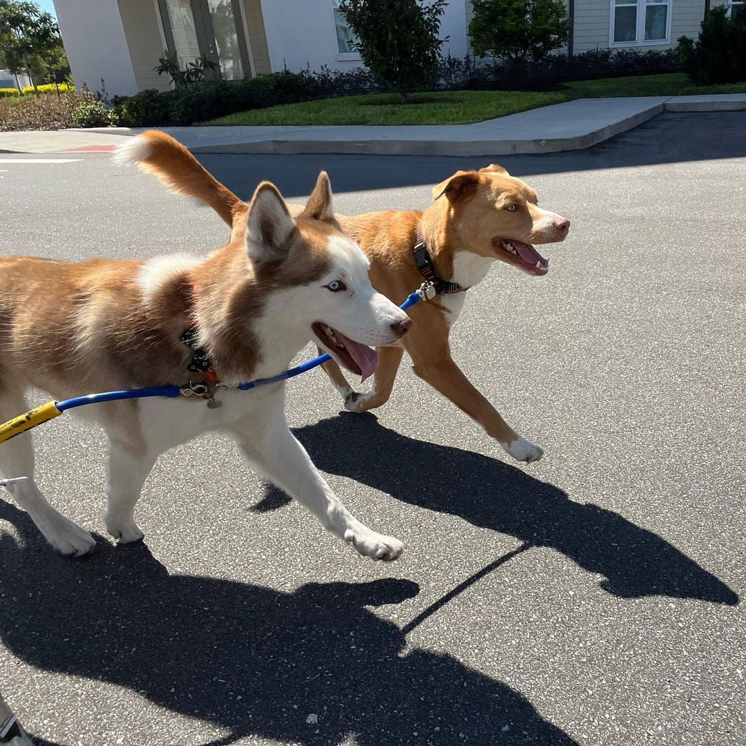 Photo of two dogs using a double dog leash attachment while running alongside a bike.
