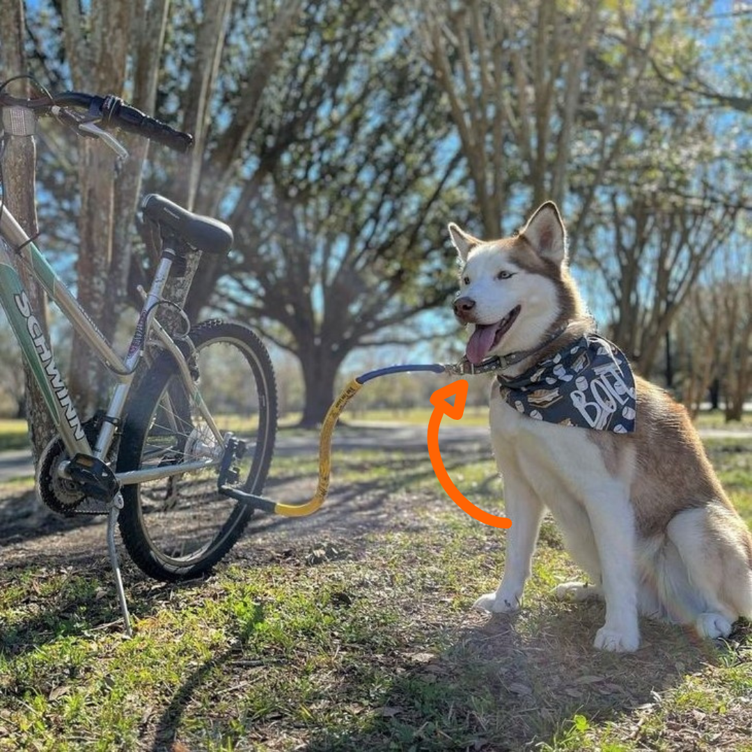 Dog Biking and Walking Collar by Bike Tow Leash