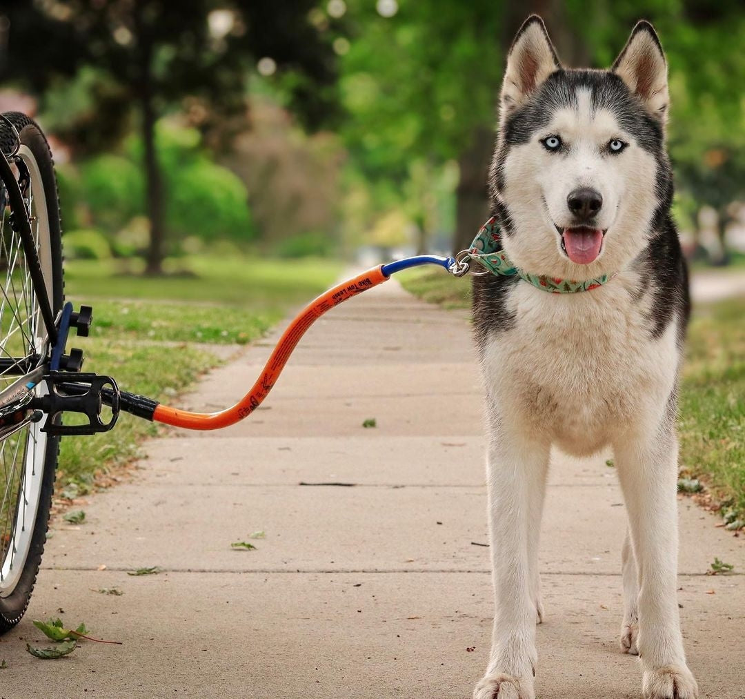 Siberian dog with a leash mounted to a bike.