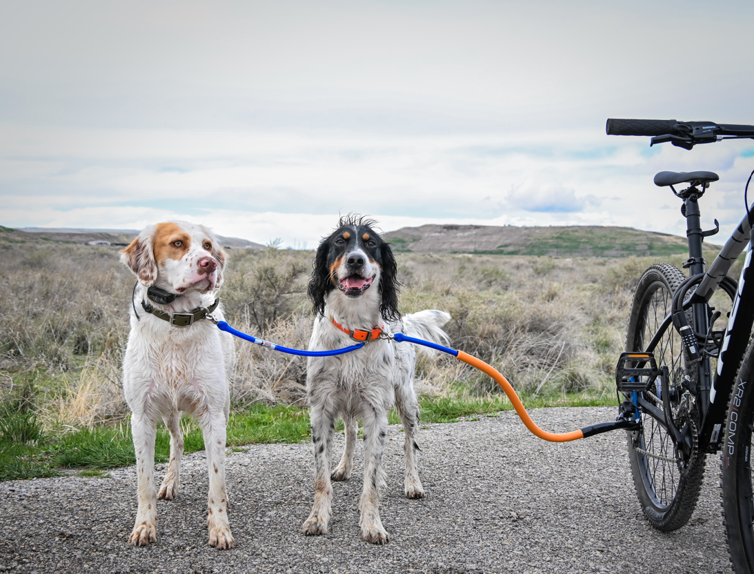 Photo of two dogs using a double dog leash attachment .