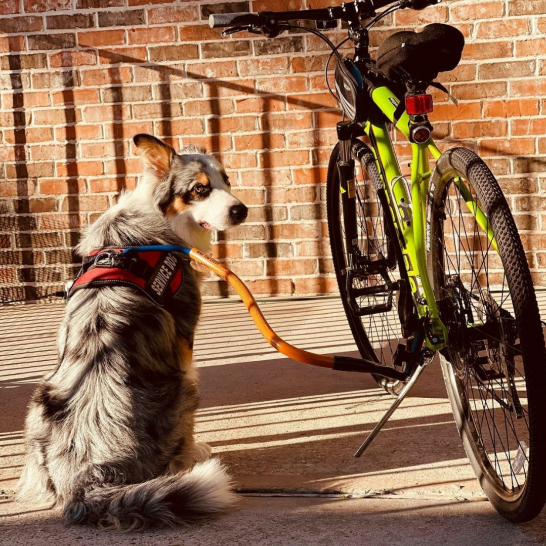 lucky fortes, a grey border collie in a red service dog vest, looks backwards, while clipped to an orange bike tow leash on a lime green bike as taken from behind