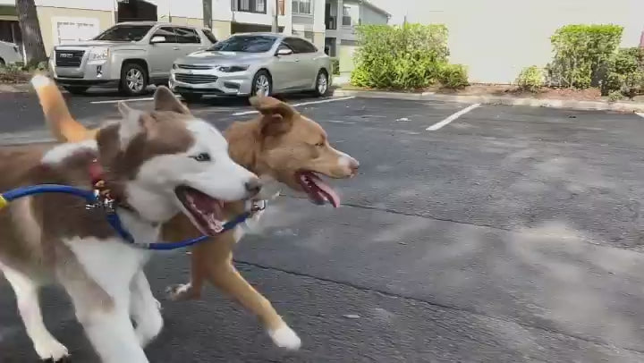 Video of two dogs using a double dog leash attachment while running alongside a bike.