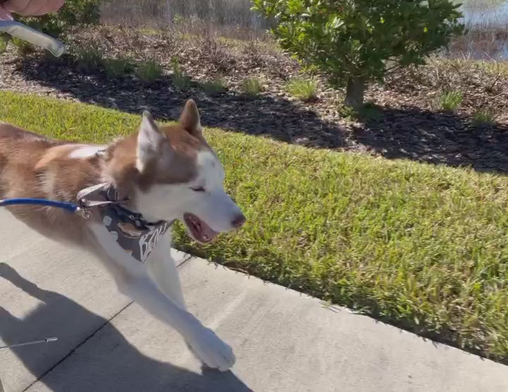 Video of a happy dog running with a leash next to a bike.