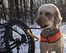 Dog with a leash mounted to a bike.