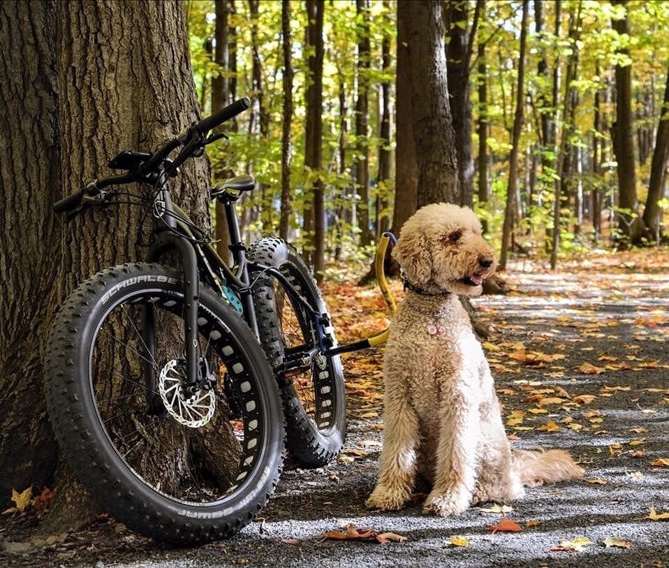 Dog with a leash mounted to a bike.