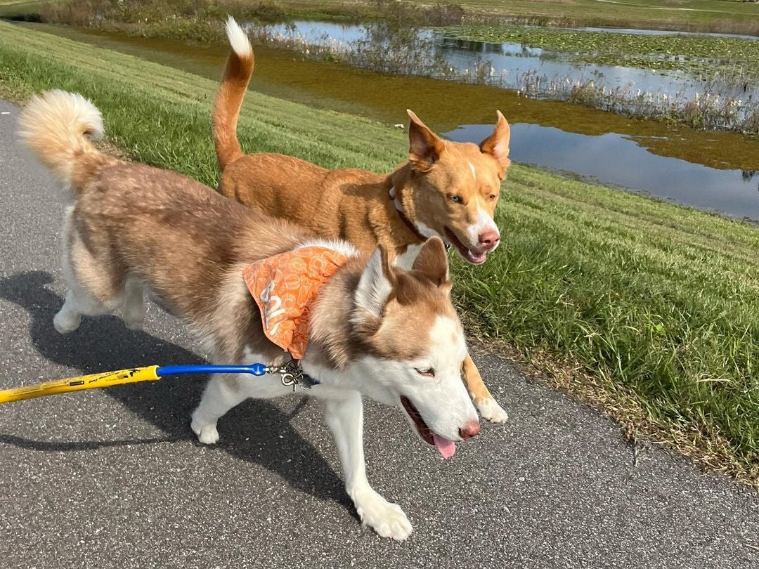 Photo of two dogs using a double dog leash attachment while running alongside a bike.