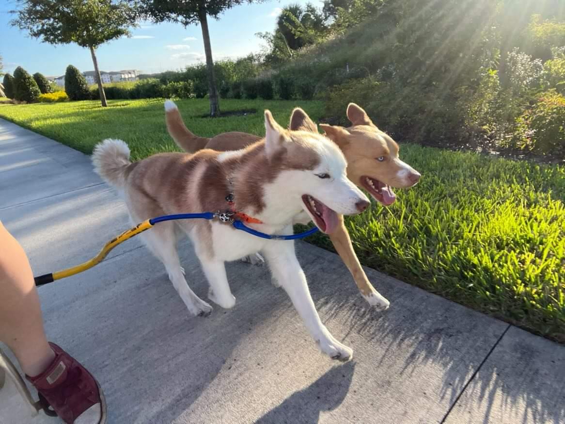 a brown husky is attached to a yellow Bike Tow Leash® attached to a bike off screen, a brown husky mix is attached via the BTL dog coupler. Both dogs are taking a step; mirror images of one another, ears up tongues out.