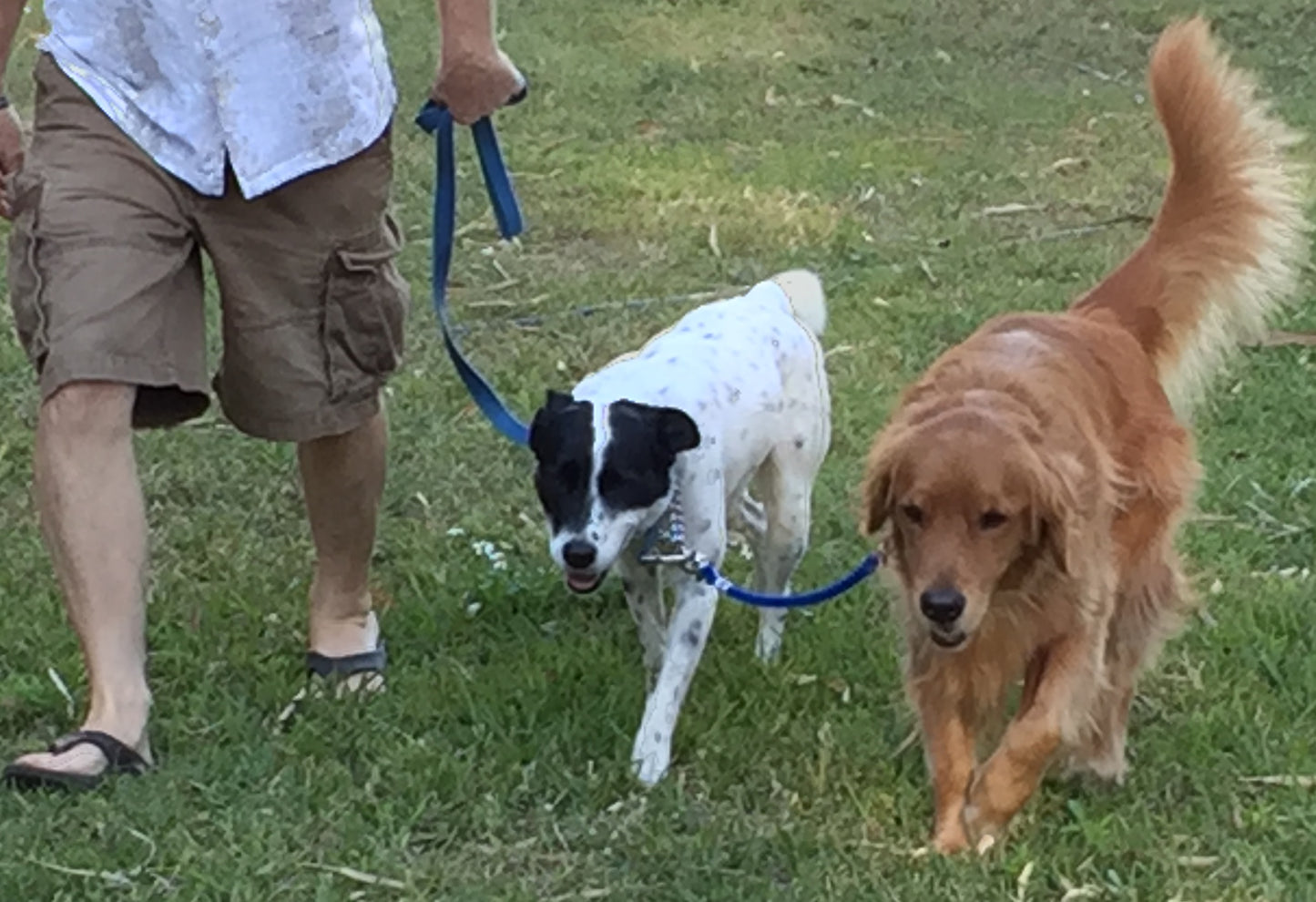 An owner wearing cargo shorts with only their legs visible walks 2 dogs on a regular leash with a Dog coupler. A White dog with black spots & pointy ears is on the regular leash and clipped together to a golden retriever with the Dog Coupler by the other loop in their collar.