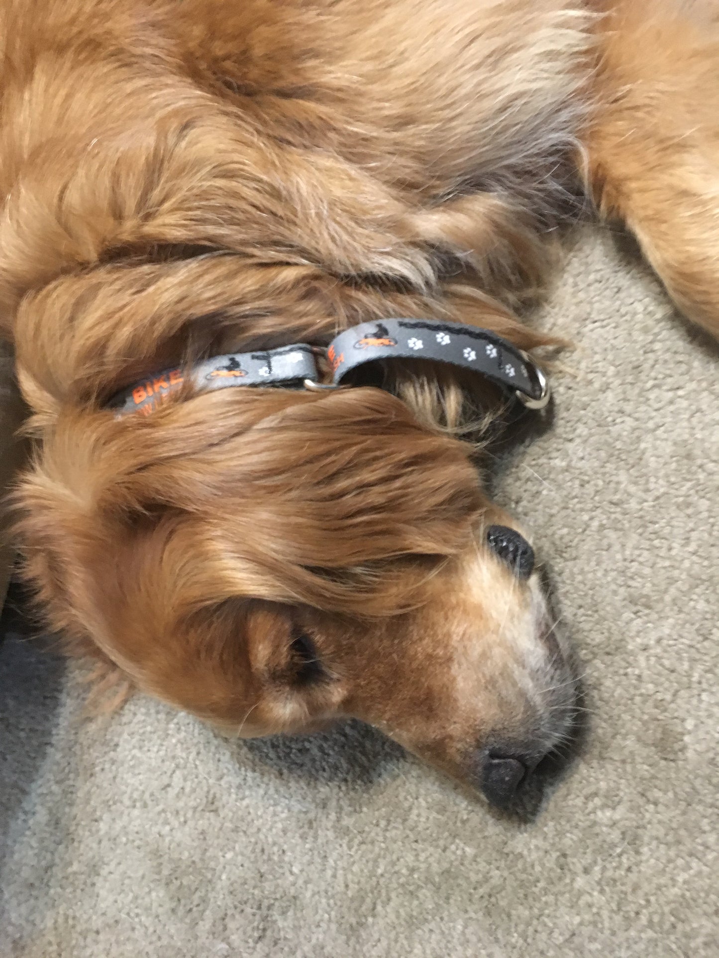 a golden retriever wearing the collar lying down