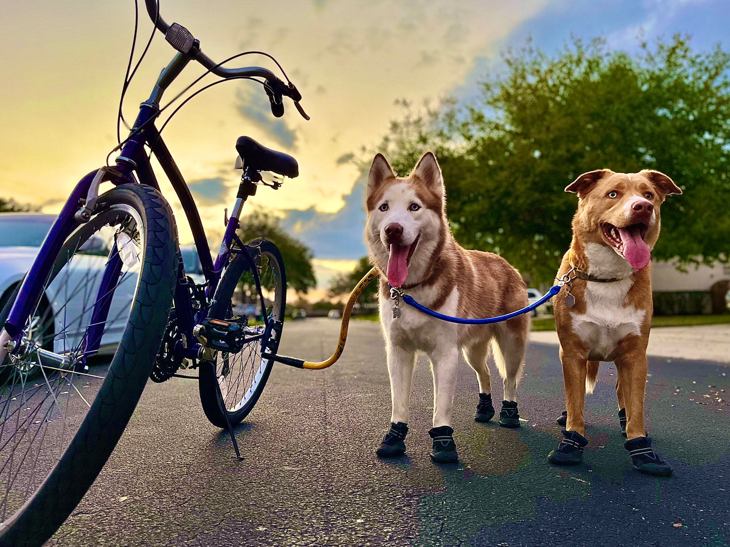 a brown husky is attached to a yellow Bike Tow Leash® attached to a blue bike to the left, a brown husky-toller mix is via the BTL dog coupler. Both dogs have their tongues out and are wearing booties. The sky is a blurred orange and light blue behind them.