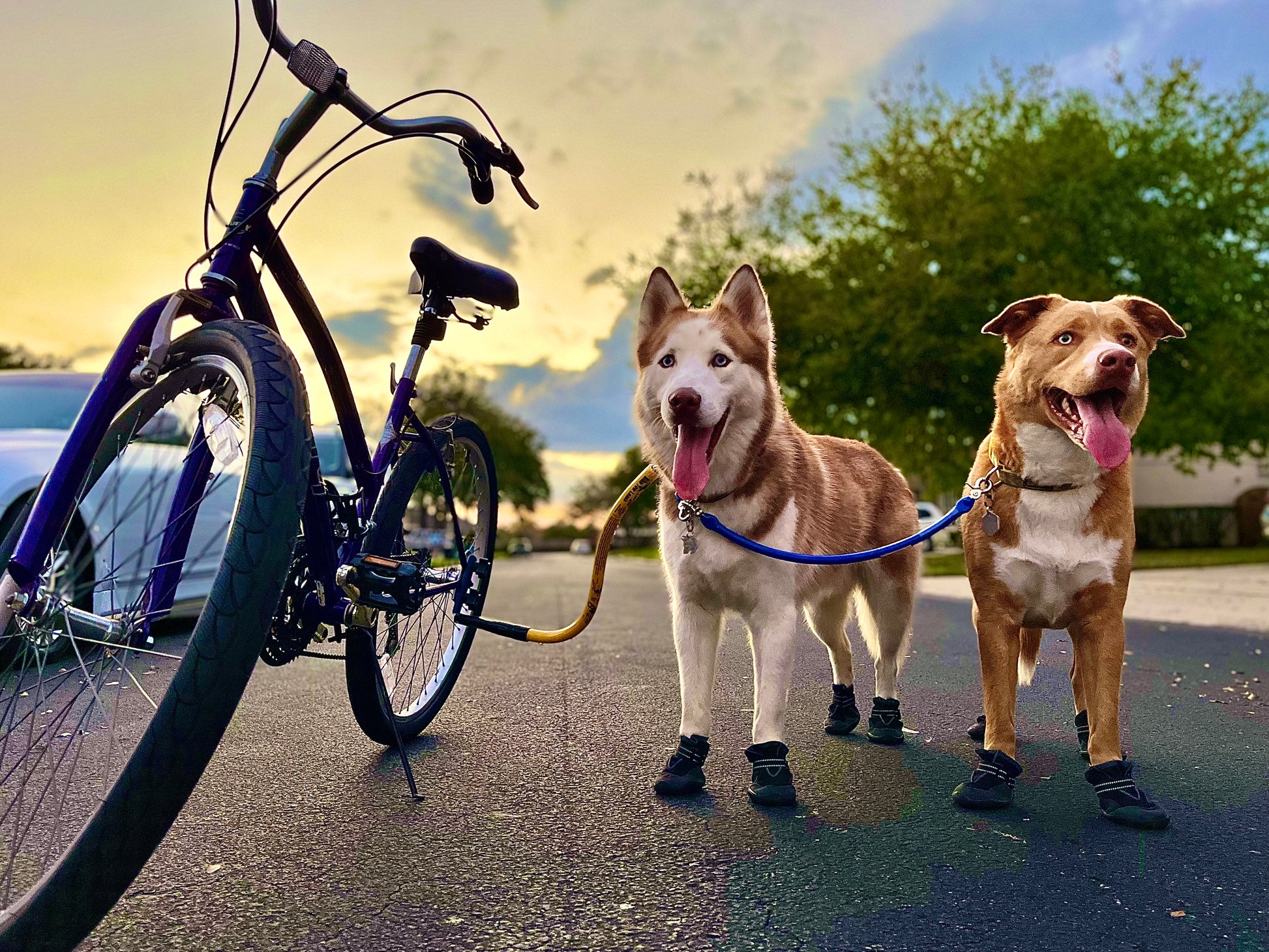 a brown husky is attached to a yellow Bike Tow Leash® attached to a blue bike to the left, a brown husky-toller mix is via the BTL dog coupler. Both dogs have their tongues out and are wearing booties. The sky is a blurred orange and light blue behind them.