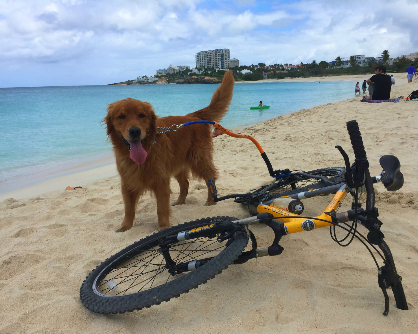 A dog on a ride on a Bike Tow Leash