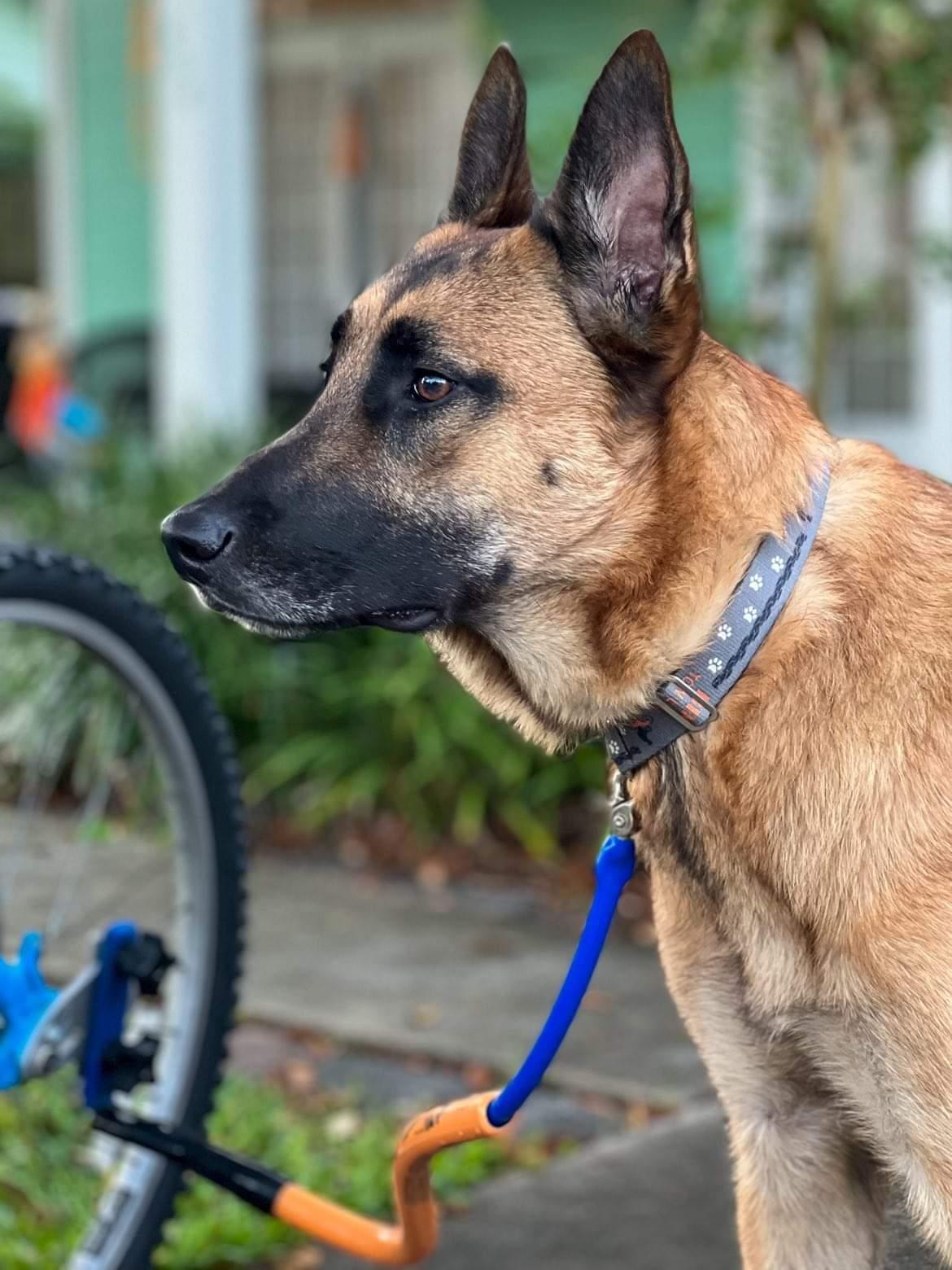 A Malinois Belgian Sheperd focuses to the left while wearing a grey collar; on it an orange "BIKE TOW LEASH" logo and decorative bike tire tracks and paw prints side by side. The Malinois is also clipped to an orange Bike Tow Leash attached to a bike offscreen.