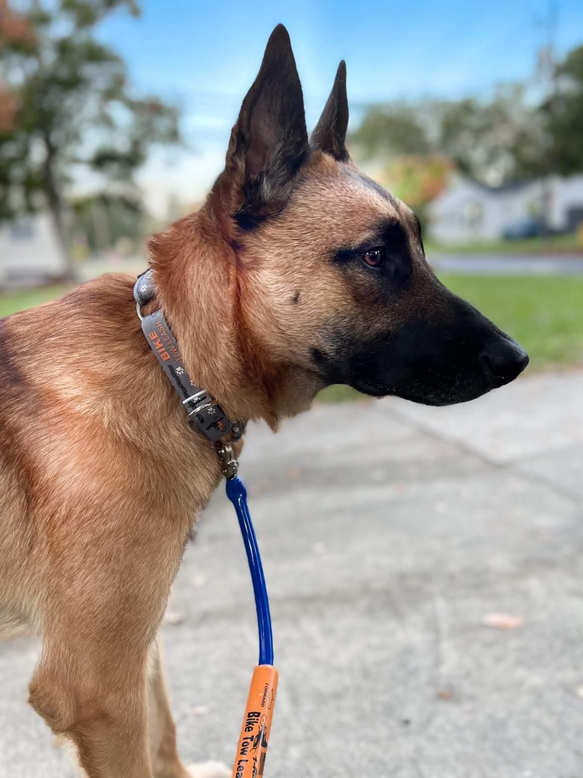 A Malinois Belgian Sheperd focuses to the right while wearing a grey collar; on it an orange "BIKE TOW LEASH" logo and decorative bike tire tracks and paw prints side by side. The Malinois is also clipped to an orange Bike Tow Leash attached to a bike offscreen