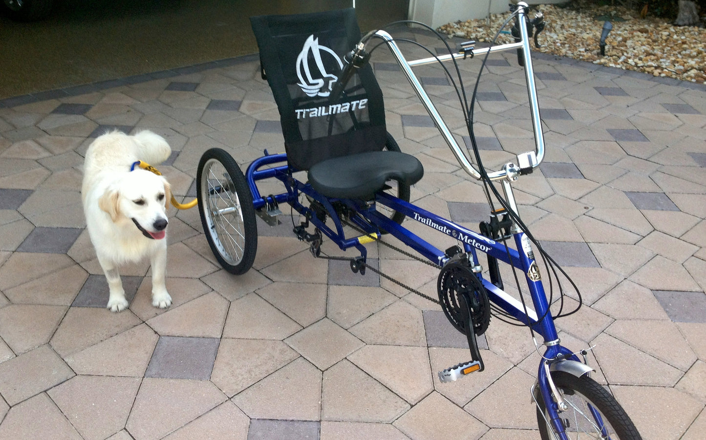 Dog using a leash with Adult Trike Adapter next to a bike.