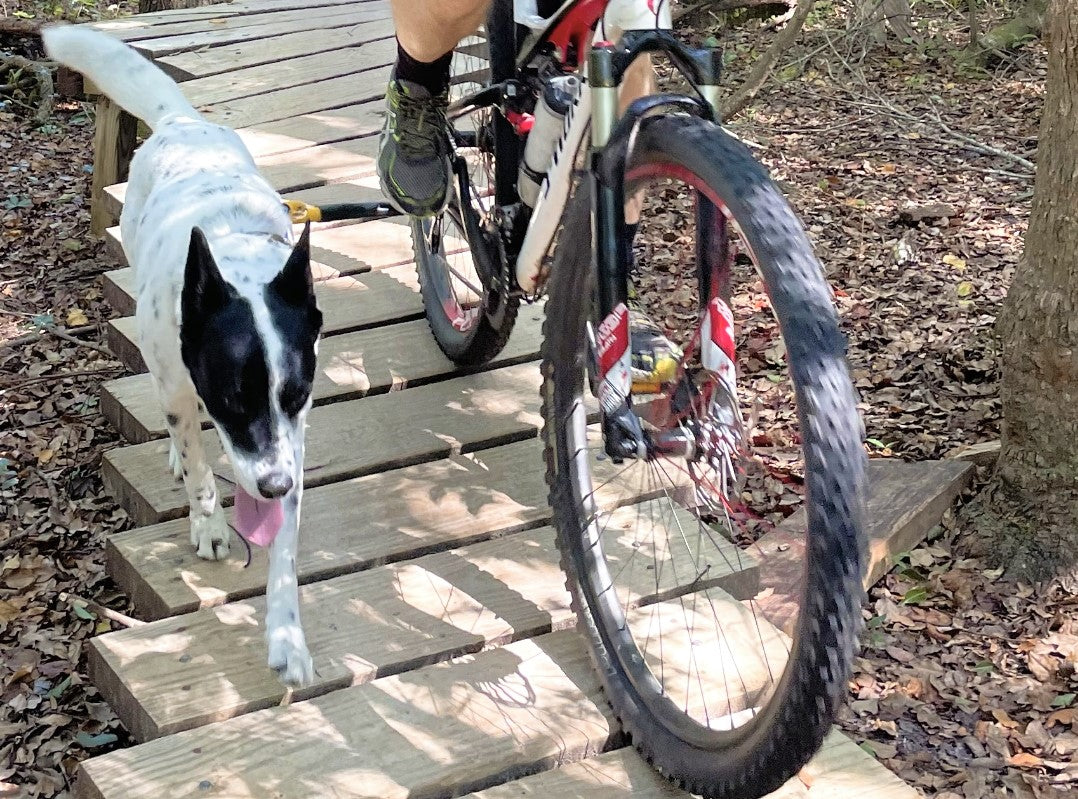 A rider is riding a bike on a single track trail with a black and white medium sized dog clipped to a yellow bike tow leash.