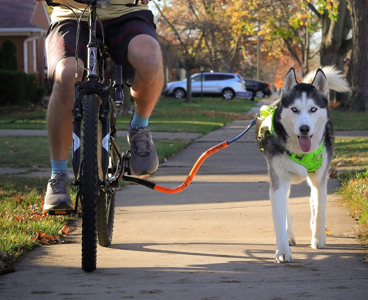 A husky on a ride on a Bike Tow Leash