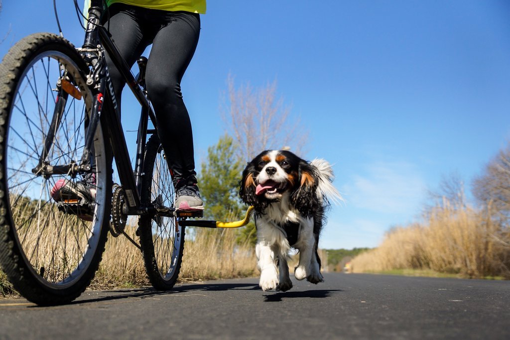 Best Dog Leash for Bike Riding: Safe and Fun Adventures with Your Pup