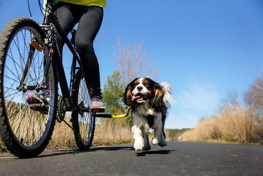 Best Dog Leash for Bike Riding: Safe and Fun Adventures with Your Pup