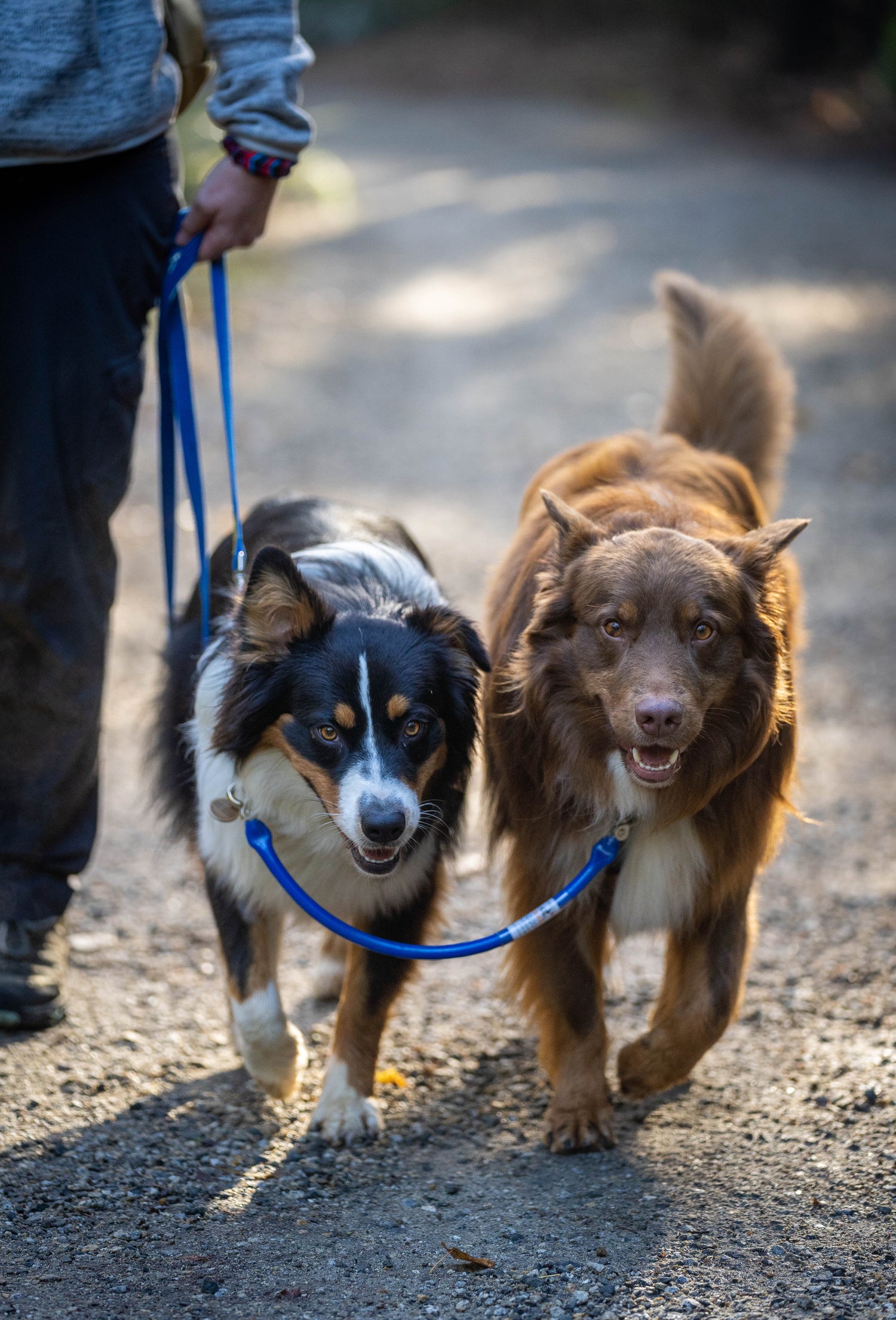 golden retriever & lab mix run together with the dog coupler & Bike Tow leash attached to a Bike just off screen
