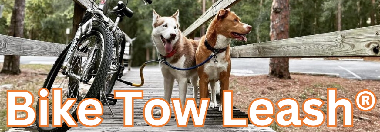 a husky & brown husky mix stand on a wooden walkway in the woods dramatically While on the BTL and Dog coupler keeping them attached to a bike.