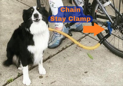 A medium sized black and white border collie clipped to a Bike tow leash attached to the bike using the Chain-Stay Clamp. A large arrow points to where the Chain-stay clamp is attached on the back of the bike.