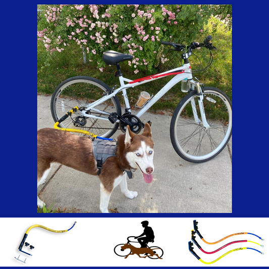 A husky on a ride on a Bike Tow Leash