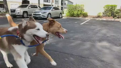 two dogs run in sync through an apartment complex  connected by a dog coupler on a bike tow leash