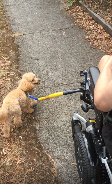 The Bike Tow Leash (For Chairs)