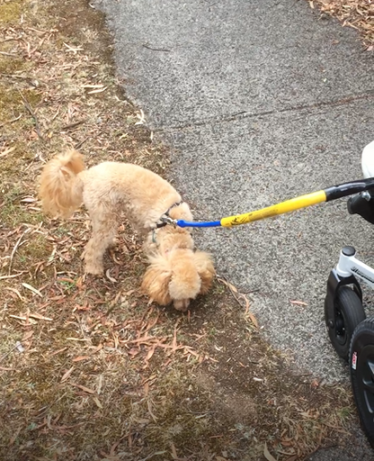 The Bike Tow Leash (For Chairs)