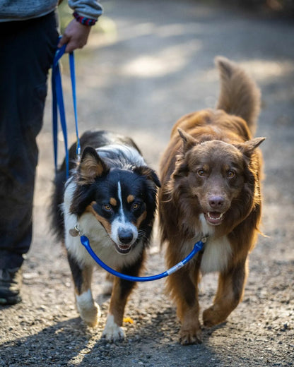 2 Australian Shepherds, one black tri colored & one brown and white, clipped together by a dog coupler then attached to a matching blue regular Leash