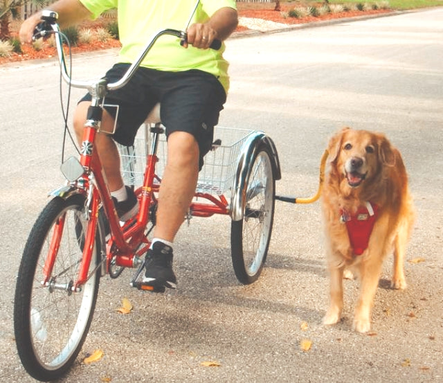 a rider on a red adult trike with a small golden attached with the bike tow leash & Trike adaptor  