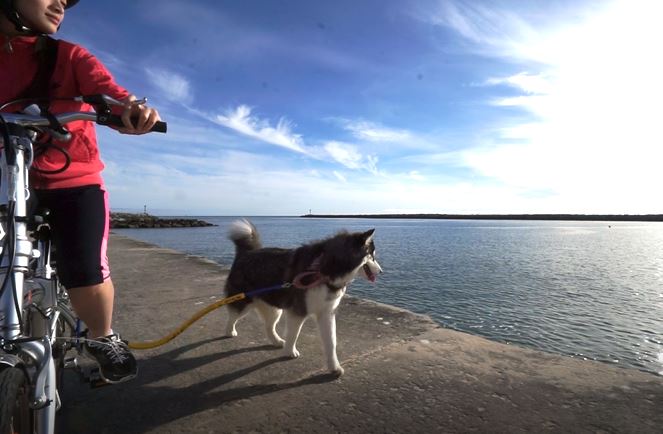 a rider and fluffy dog enjoying a path next to the shore with a Bike Tow Leash® 