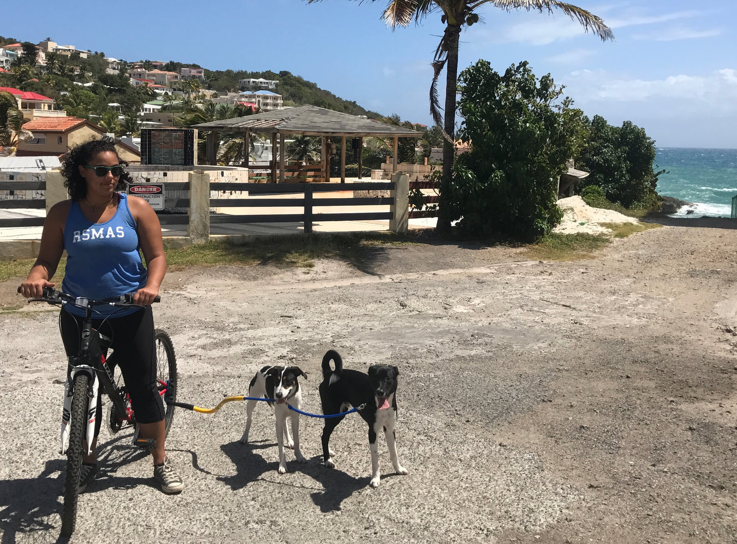 A rider with sunglasses straddles a red bike with a yellow Bike Tow Leash® attached. On the BTL is a small black spotted white dog and attached with the dog coupler a small Black and white dog with a curled tail. They all stand on a beach; in the background is a palm tree, the ocean, and buildings rising up the slope of the island.