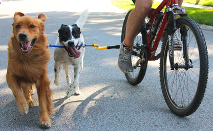 A White dog with black spots & pointy ears clipped to a yellow Bike Tow Leash® attached to a red bike, the rider is off screen and only their legs are visible; the golden retriever is attached to the Bike Tow Leash via the BTL dog coupler.