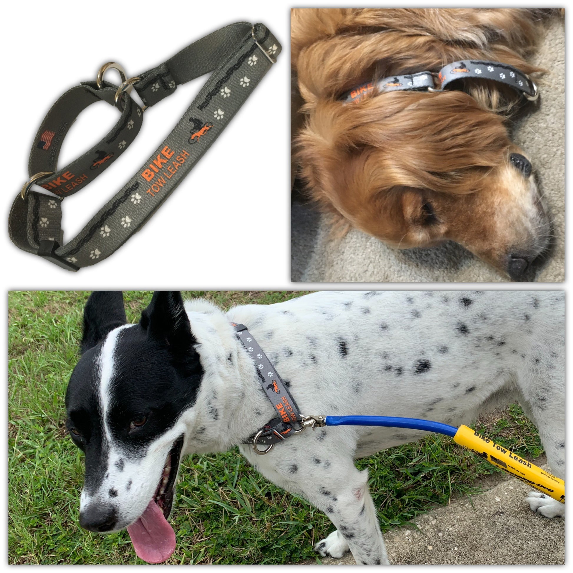 The collar, a golden retriever wearing the collar lying down, and a black and white lab mix wearing the collar clipped to the Bike Tow Leash®