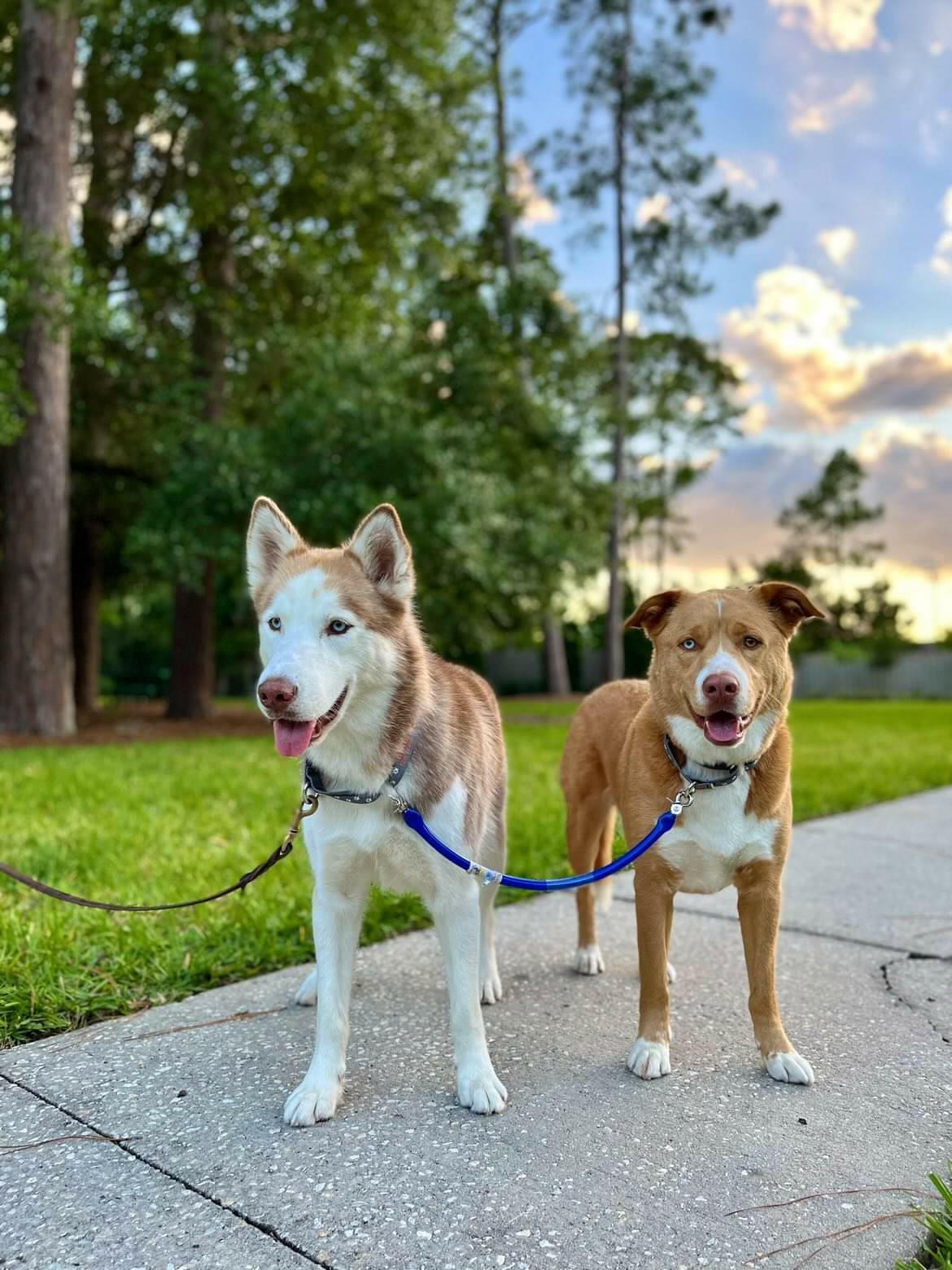 a brown husky is attached to a regular leash, a brown husky Toller mix is attached via the BTL dog coupler. Both dogs stand shoulder to shoulder; the husky with his tongue out. In the background is a paved path, grass, pine trees, and a blue cloud filled sky.