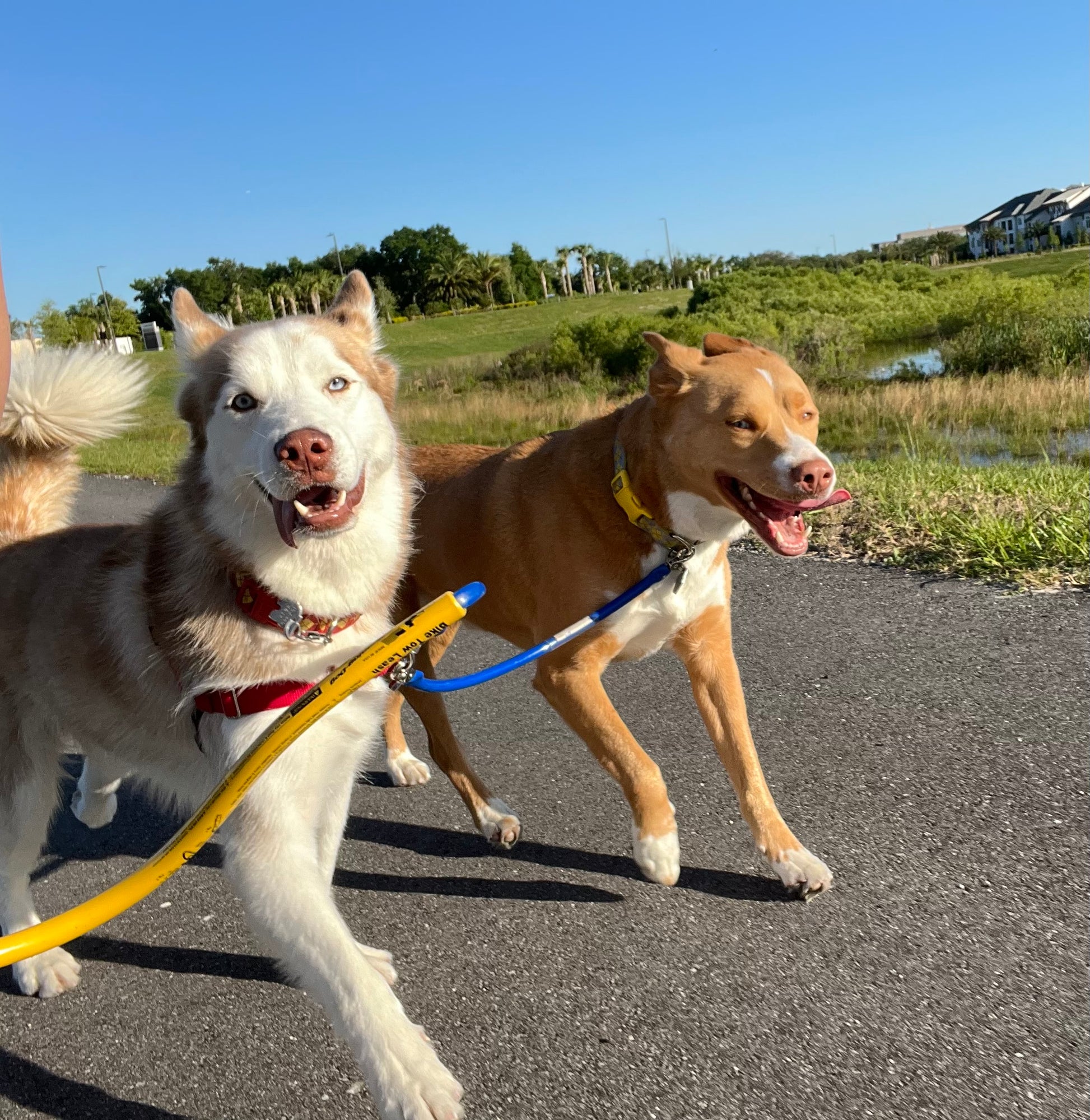  a brown husky is attached to a yellow Bike Tow Leash® attached to a bike off screen, a brown husky toller mix is attached via the BTL dog coupler. Both dogs are mid stride with the husky looking at the camera. Theres fields, water, and trees in the background.