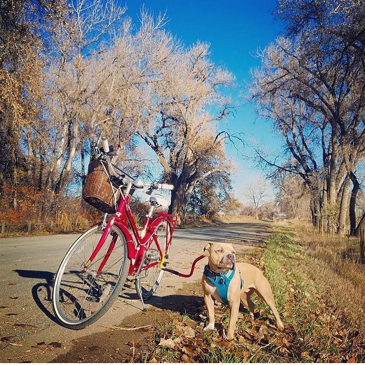 a brown dog attached to a red Bike Tow Leash® attached to a red cruiser bike on a paved road surrounded by fall scenery