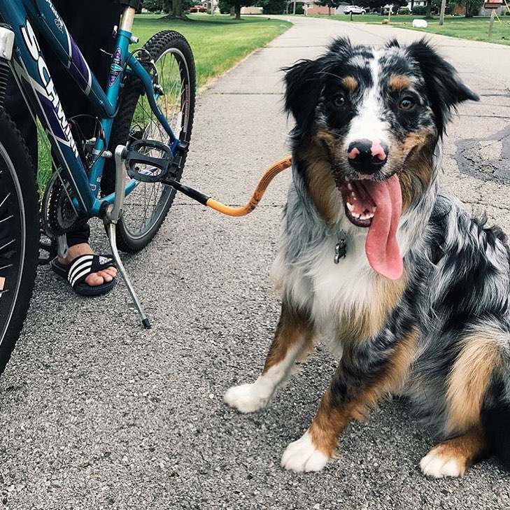 a dog attached to a Bike with an orange Bike Tow Leash® their long tongue hanging out of their mouth