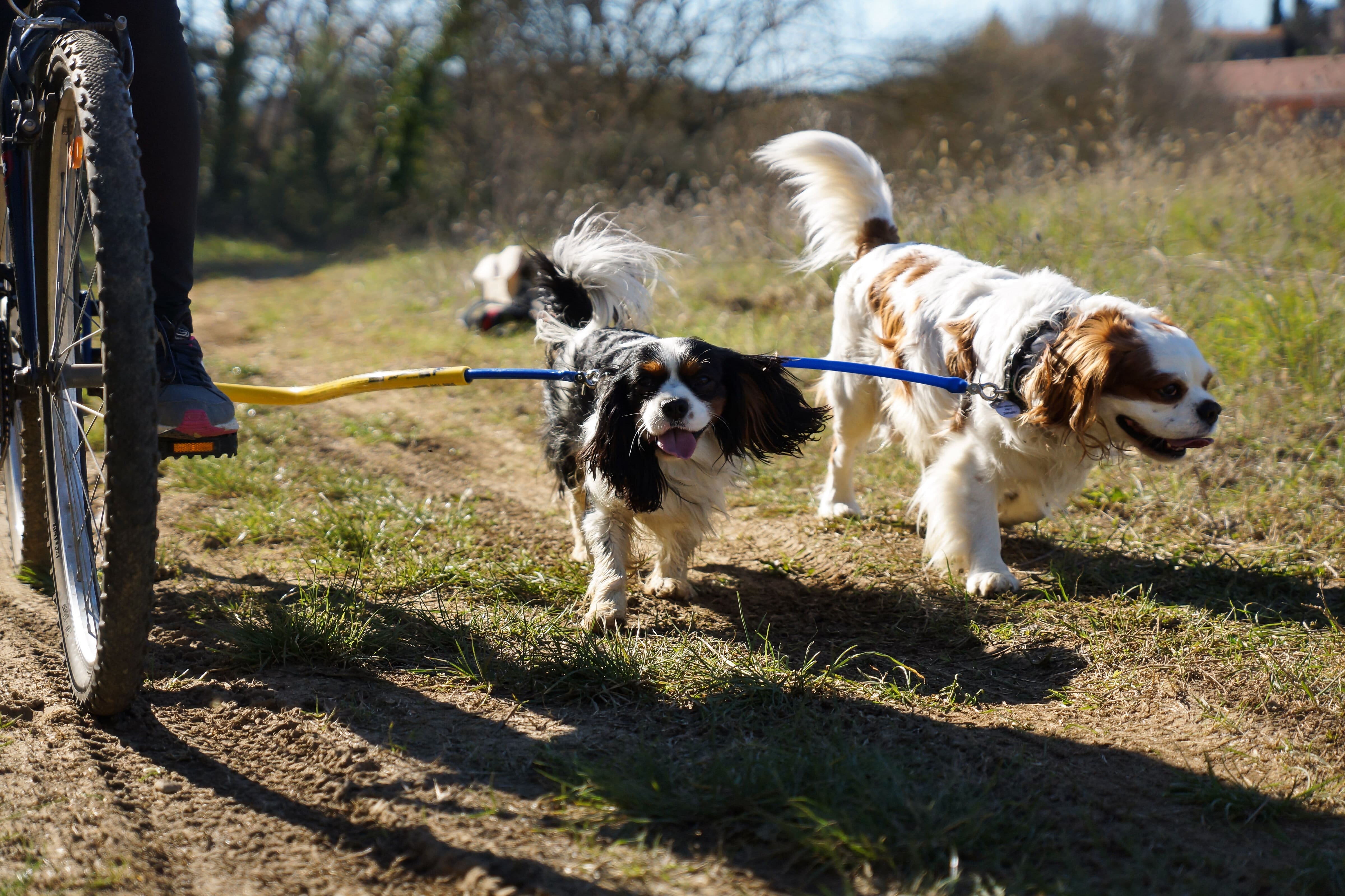 The Official Bike Tow Leash Dog Coupler for Dog Biking and Walking