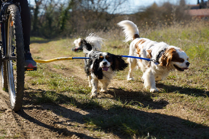 A Black & White Cavalier King Charles Spaniel is clipped to a yellow Bike Tow Leash® attached to a bike, the rider is off screen and only their leg is visible; another Cavalier King Charles Spaniel with brown Spots is attached to the Bike Tow Leash via the BTL dog coupler.